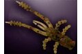 Съедобная резина CrazyFish Crayfish 1.8 креветки(4.5 см.,8шт) 